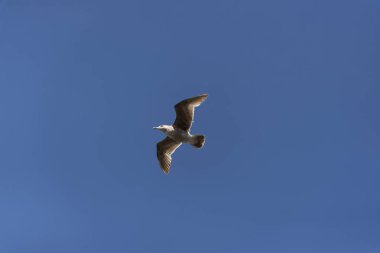 İskele'de martı manzarası