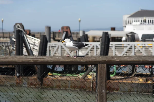 View of seagull at Pier — Stock Photo, Image