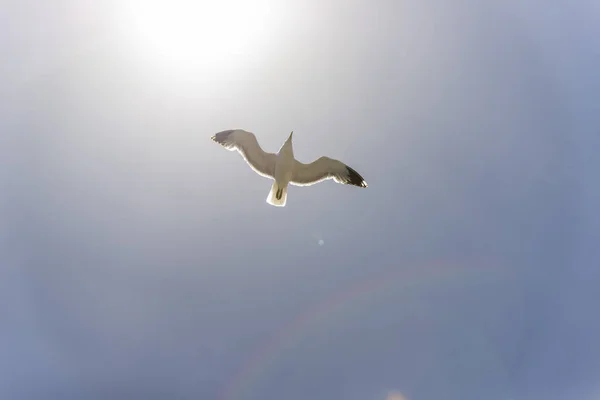 Uitzicht op de zeemeeuw bij Pier — Stockfoto