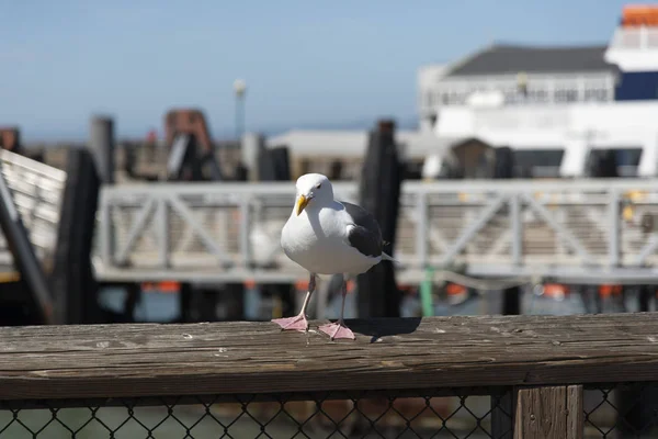 Vista de la gaviota en Pier — Foto de Stock