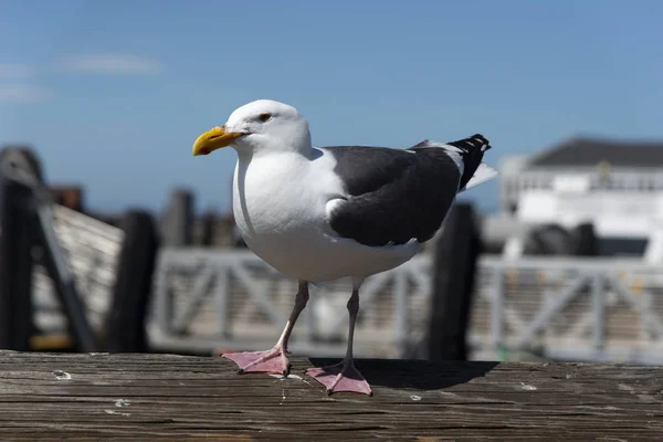 Blick auf die Möwe am Pier — Stockfoto