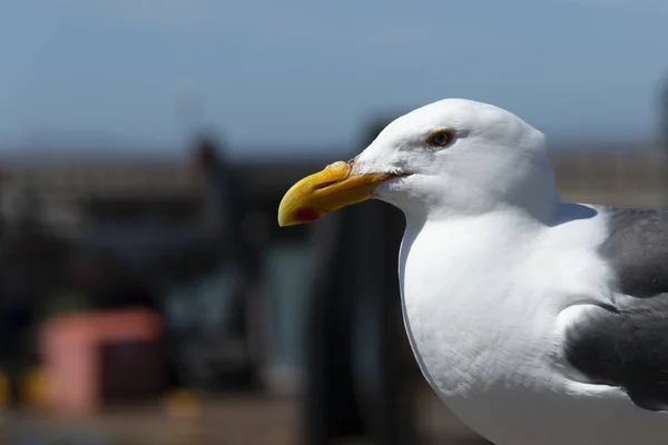 View of seagull at Pier — Stock Photo, Image