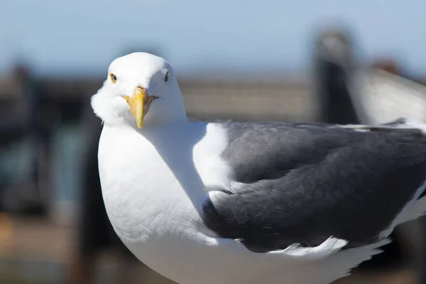 Widok na Seagull w Pier — Zdjęcie stockowe