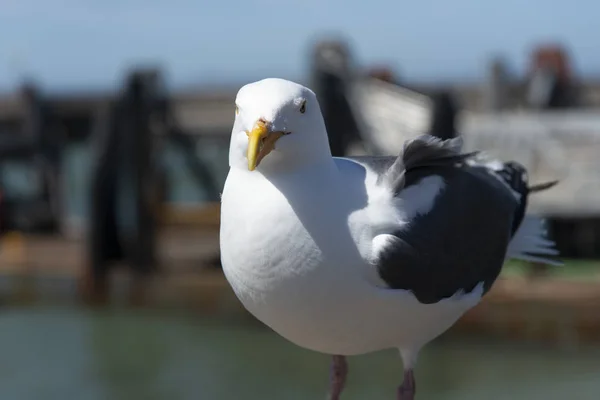 View of seagull at Pier — Stock Photo, Image