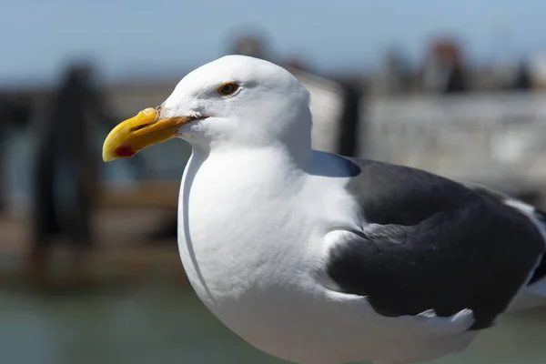 View of seagull at Pier — Stock Photo, Image