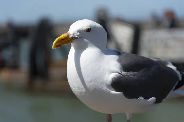 Blick auf die Möwe am Pier — Stockfoto