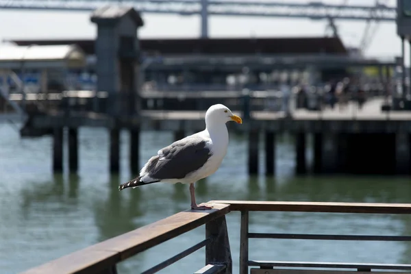 View of seagull at Pier — Stock Photo, Image