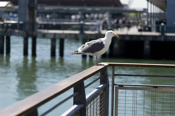 View of seagull at Pier — Stock Photo, Image