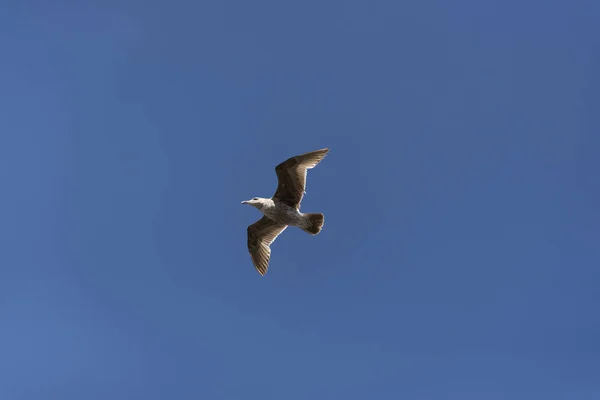 Uitzicht op de zeemeeuw bij Pier — Stockfoto