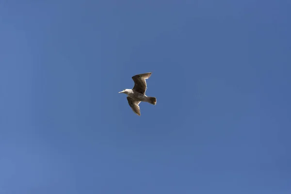Вид на чайку на пирсе — стоковое фото