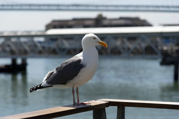 View of seagull at Pier — Stock Photo, Image