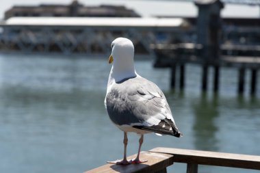 İskele'de martı manzarası