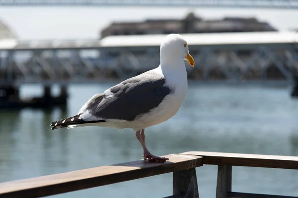 View of seagull at Pier — Stock Photo, Image