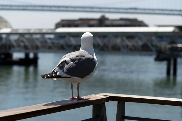 Blick auf die Möwe am Pier — Stockfoto