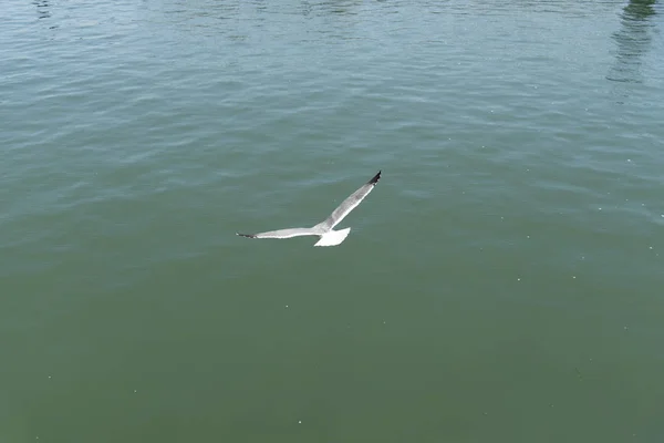码头海鸥景观 — 图库照片