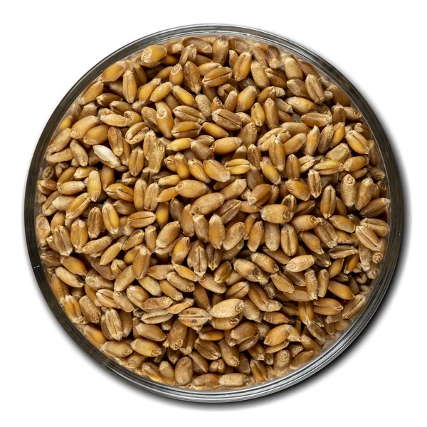 Пшеница, зерно — стоковое фото
