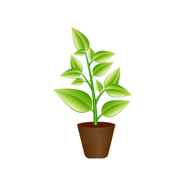 Ficus plant in ceramic flower pot. Houseplant isolated. — Stock Vector