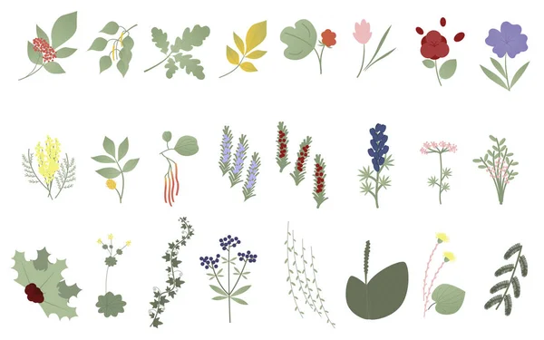 Set van bloemen, bladeren en planten. Vector. Botanische elementen. Wilde bloemen, grassen, bladeren, takken. Verzameling van tuin en wilde bladeren, bloemen. Illustraties op witte achtergrond — Stockvector