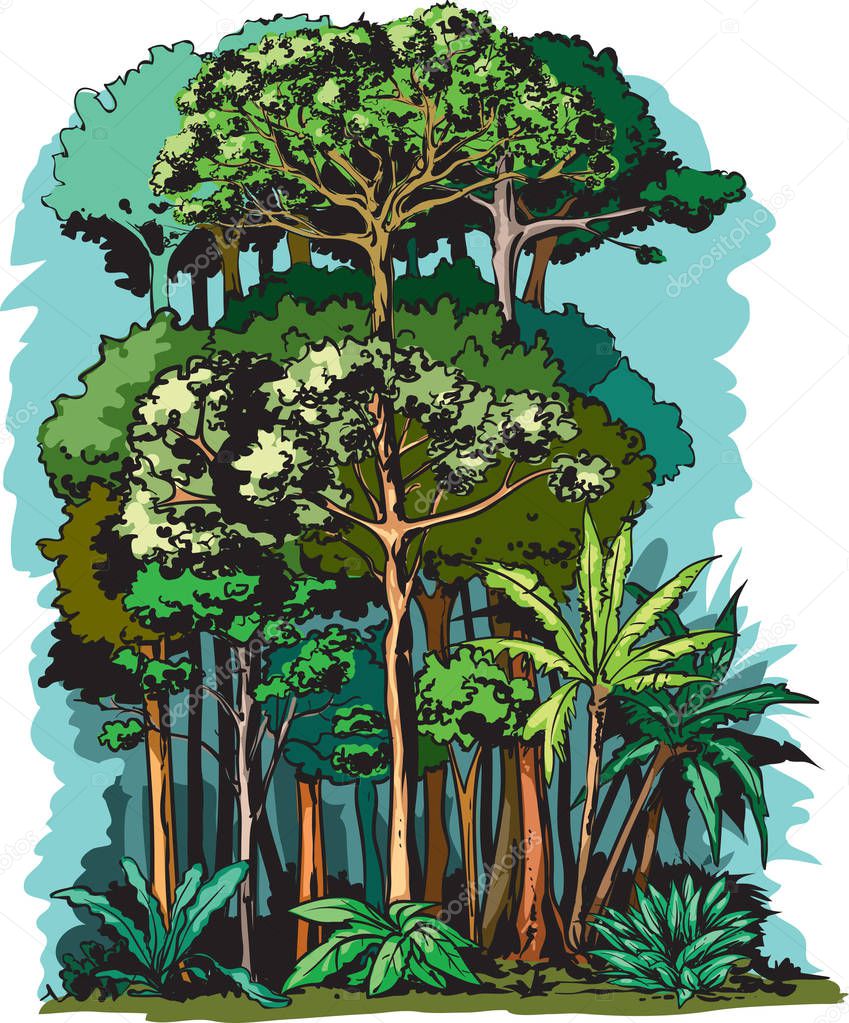 Vector illustration of rain forest layers by height.