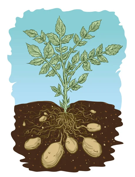 plant potato parts illustration vector morphology title depositphotos