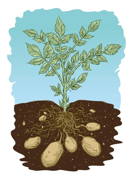 Vectorillustratie Van Delen Van Aardappel Plant — Stockvector