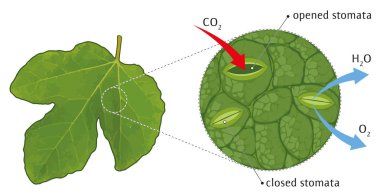 Vector illustration of schematic view of leaf stomata. clipart