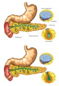 Vektorové ilustrace slinivky anatomie