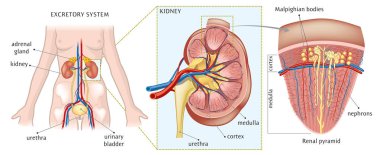 Vektör çizim böbrek anatomisi.