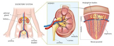 Vector illustration of kidney anatomy. clipart