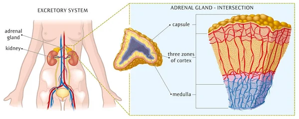 Vector illustration of adrenal gland anatomy. — Stock Illustration Vector Illustration Adrenal Gland Anatomy Royalty Free Stock Illustrations