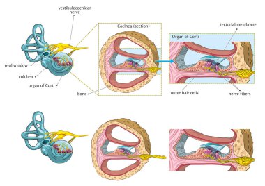 Vector illustration of basic anatomy of human internal ear. clipart