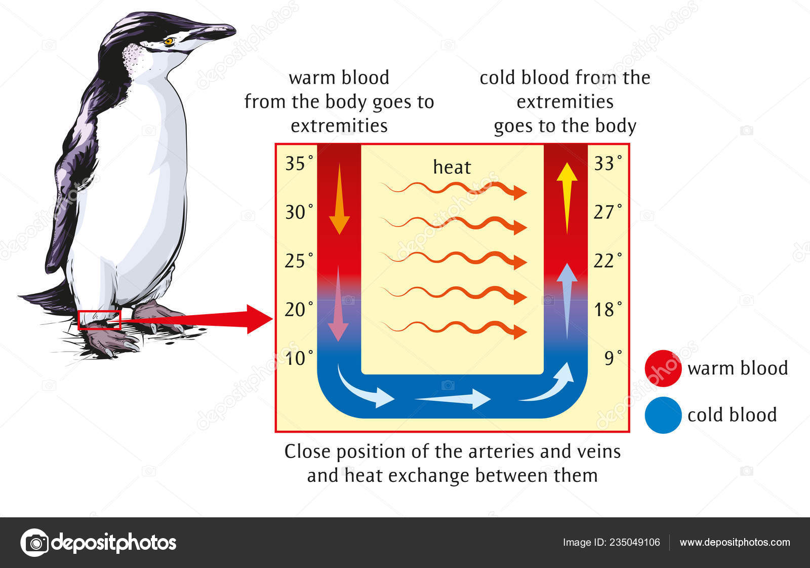 Heat Exchange Body Extremities Penguin Example Stock Vector by ©Lukaves