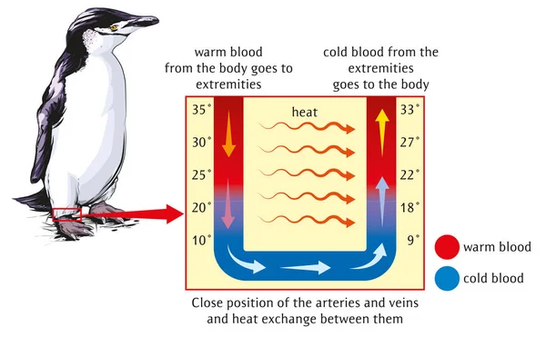 Intercambio Calor Entre Cuerpo Las Extremidades Ejemplo Pingüino — Vector de stock