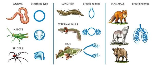 Ilustración Vectorial Diferentes Tipos Pulmones Animales — Vector de stock