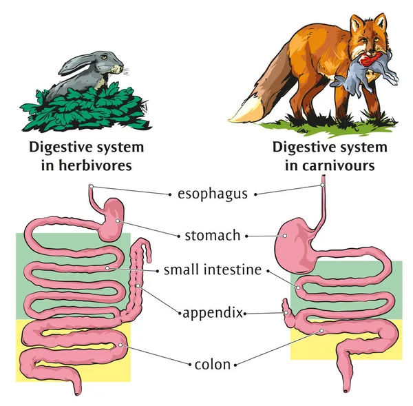 Ilustración Vectorial Las Diferencias Del Sistema Digestivo Entre Herbívoros Carnívoros — Archivo Imágenes Vectoriales