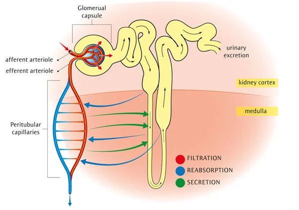 Schema Della Circolazione Relativa Nefrone Dei Tre Metodi Alterazione Del — Vettoriale Stock