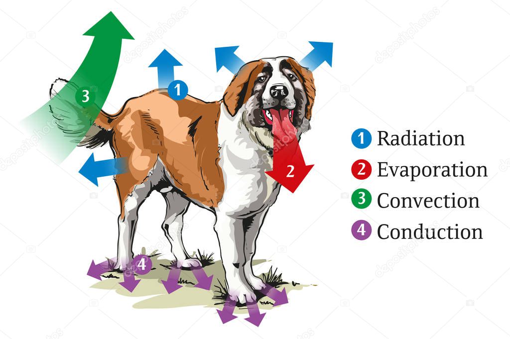 Vector illustration of different ways of heat transfer at the dog.