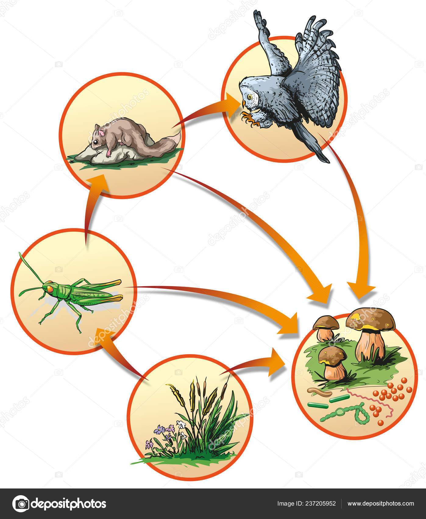 land food chains