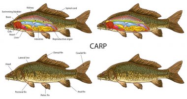 Balık anatomisi