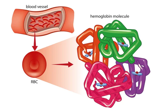 Červená krevní buňka a molekula hemoglobinu — Stockový vektor