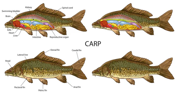 Anatomia dos peixes —  Vetores de Stock