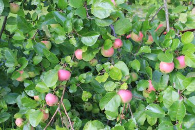 Elma ağacının yeşil yapraklı dalında olgun kırmızı elmalar
