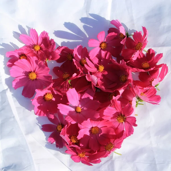 Grupa Kwiatów Kosmetycznych Jasnymi Płatkami Kształcie Serca — Zdjęcie stockowe