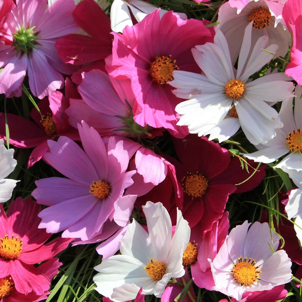 Grupa Kwiatów Kosmetycznych Jasnymi Płatkami — Zdjęcie stockowe