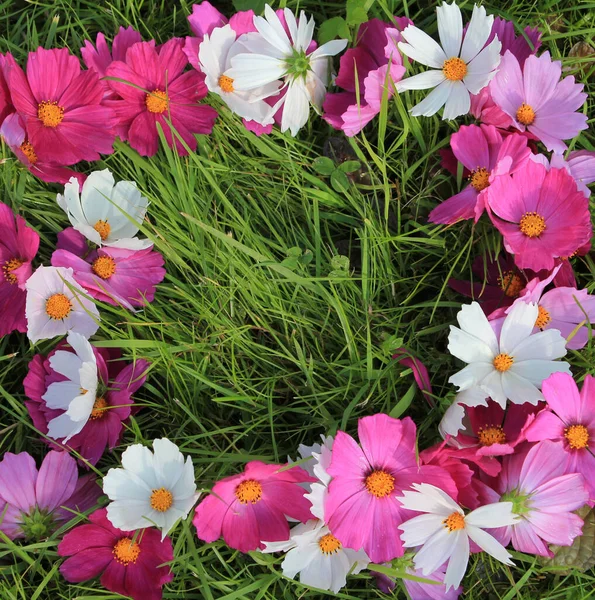 Kozmosun çerçevesi yeşil çimlerde