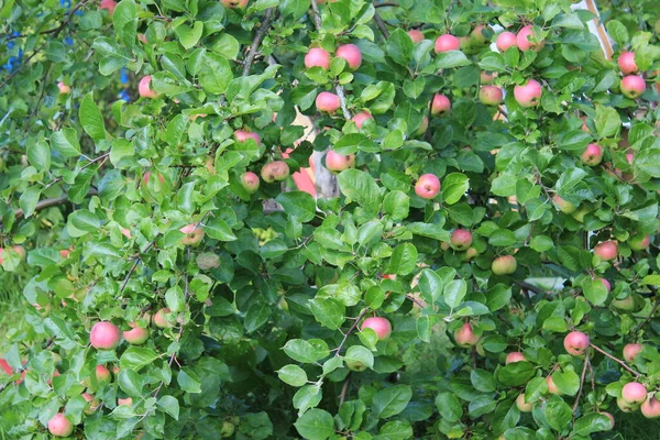苹果枝条上有绿叶 成熟的红色苹果 — 图库照片