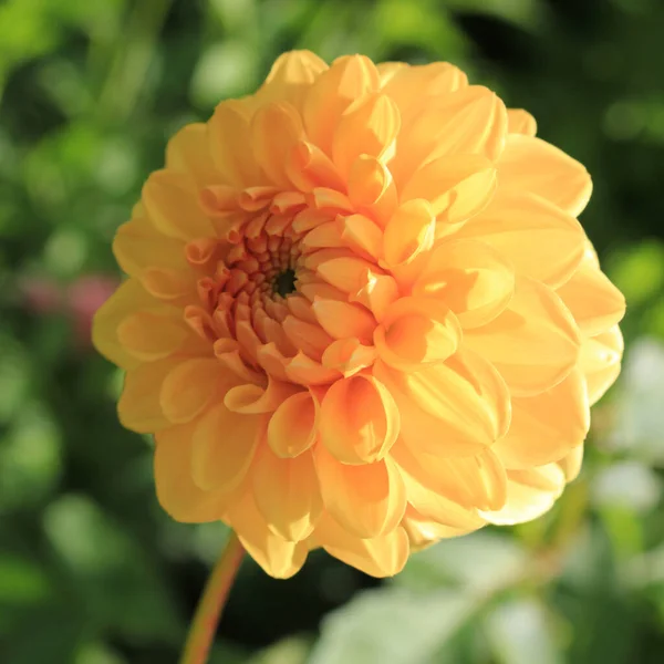 Одна Жовта Квітка Далії — стокове фото