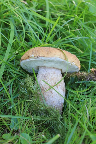 Een Witte Paddestoel Het Groene Gras — Stockfoto