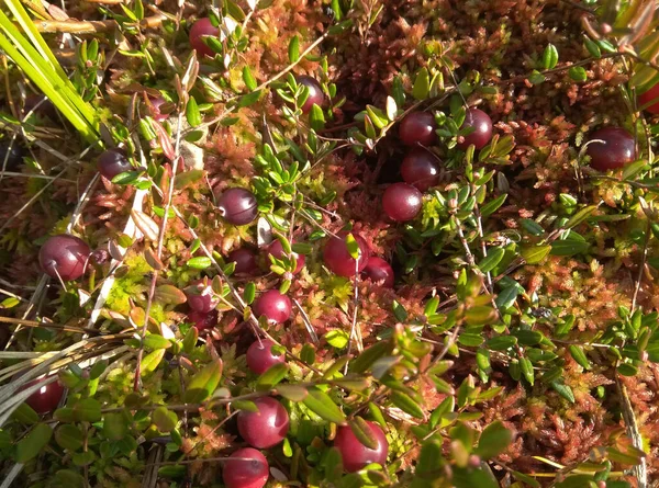 Cranberries Suculentas Vermelhas Maduras — Fotografia de Stock