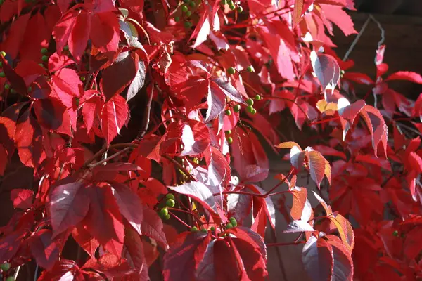 Luminose Foglie Autunnali Colorate Rosse — Foto Stock